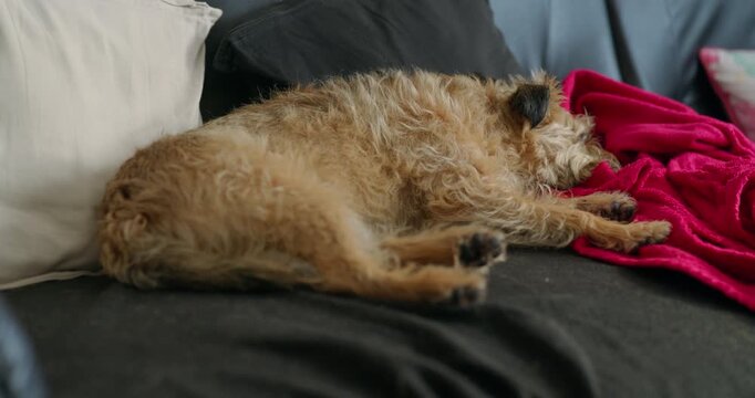 Female border terrier sleeping on the sofa
