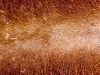 Full frame background of natural brown animal fur and hair with subtle light highlights. © EkoPriyatno