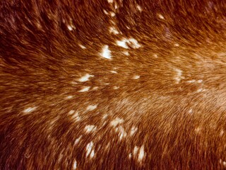 Brown Cowhide Fur Texture with White Spots © EkoPriyatno