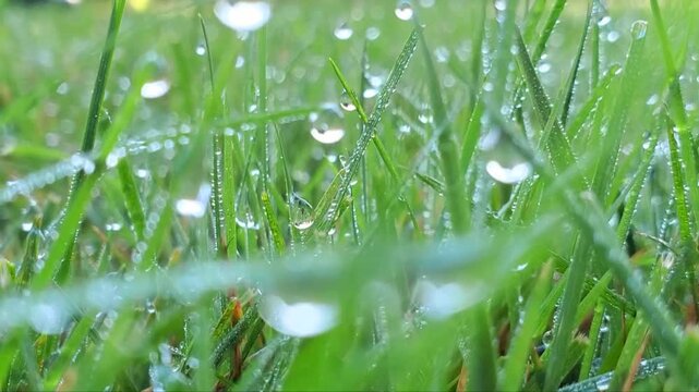 Dew drops on green grass in the morning with sunshine. Drops of water on the green leaves