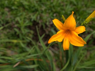 Vibrant yellow daylily flower blooming against a natural soft green grass background with copy space. © EkoPriyatno