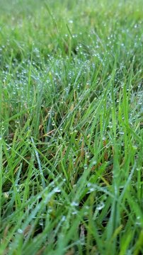 Dew drops on green grass in the morning with sunshine. Drops of water on the green leaves