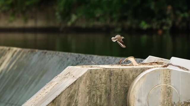 Common Sandpiper Flying Low Across Peaceful Reservoir 4K
