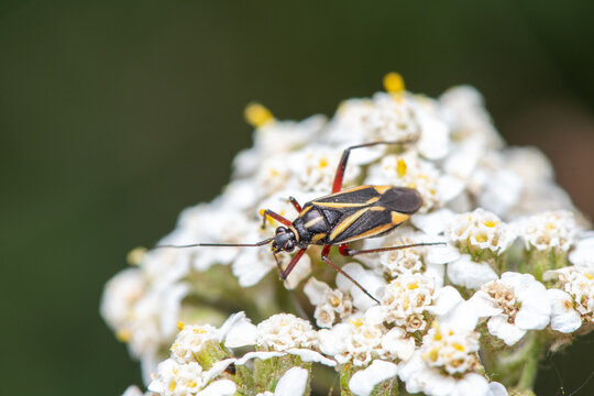 Plant bug (Hadrodemus sp.) walking across white wildflowers in Fuen Roya, Alcal&aacute; de la Selva, Teruel, Spain