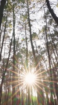 Low angle view of tall pine trees in forest with sunstar shining through branches sunset nature background summer relaxation vertical video stock