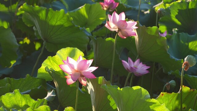 pink lotus flowers blooming in west lake hangzhou summer