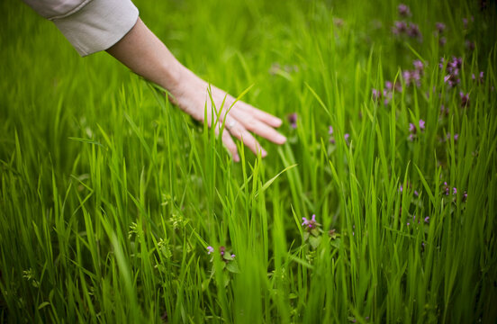 Hand of a person gently touching vibrant green grass with small purple flowers in a natural outdoor setting, showcasing the beauty of nature and plant life