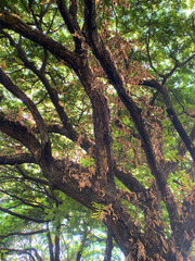 Obraz premium Sunlight filtering through tropical rainforest tree branches and leaves