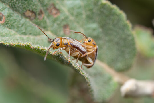 Viburnum leaf beetles (Pyrrhalta cf. viburni) mating along the edge of a leaf in Sierra de G&uacute;dar, G&uacute;dar, Teruel, Spain