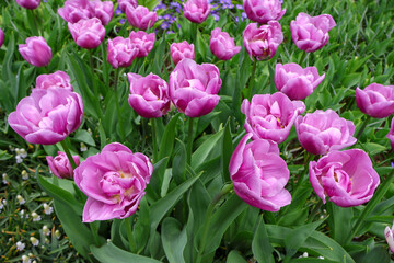 Obraz premium Beautiful horizontal banner background of blooming pink double peony-flowered tulips with lush green leaves in a spring garden, perfect for website headers and commercial advertising..