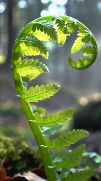 Vertical video: Unfurling fern frond reacting to sunlight in moss and leaves, showing green pinnae