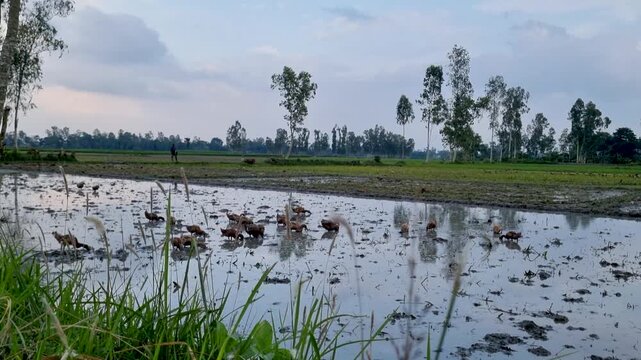 Ducks foraging in a muddy flooded rice paddy at dusk birds waterfowl field farm agriculture