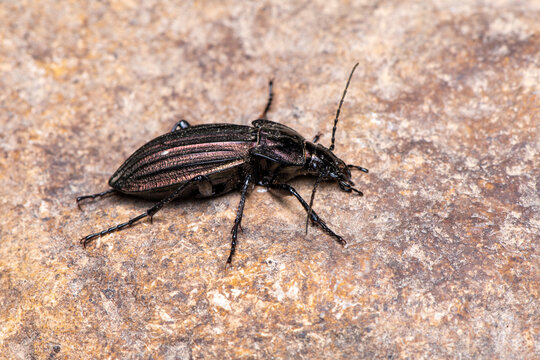 Ground beetle (Carabus melancholicus) walking across dry rocky ground in Sierra de G&uacute;dar, G&uacute;dar, Teruel, Spain