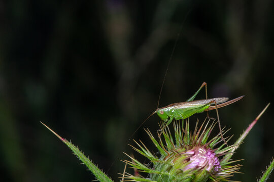 Long-winged conehead (Conocephalus fuscus) perched on a thistle flower near Santa Quiteria Hermitage, G&uacute;dar, Teruel, Spain