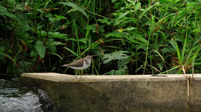 Common Sandpiper Teetering Tail Walking and Flying Away 4K