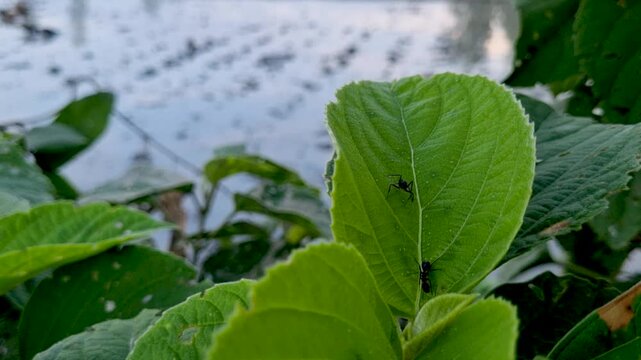 Two small black ants crawling on a green leaf near water insects foliage nature macro wildlife