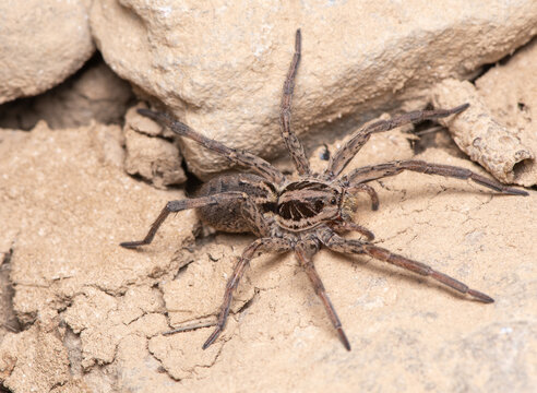 Radiated wolf spider (Hogna radiata) resting on dry stony ground near Santa Quiteria Hermitage, G&uacute;dar, Teruel, Spain