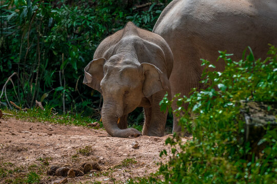 Title: Elephants are large mammals and are the largest land animals. Wild elephants eat plants. They are big, have a small head, big legs, and have a trunk that reaches to the ground. 