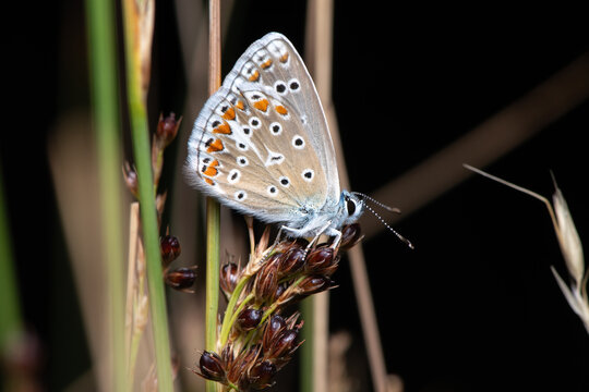 Common blue butterfly (Polyommatus icarus) perched on a dry grass seed head near Santa Quiteria Hermitage, G&uacute;dar, Teruel, Spain