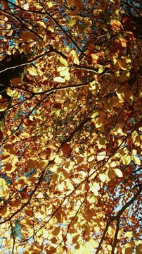 Tree With Orange Leaves In A Lush Fall Autumn Fall Season Italy