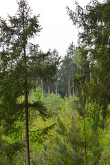 Fototapeta premium Wald, Forst, Lichtung, Waldlandschaft