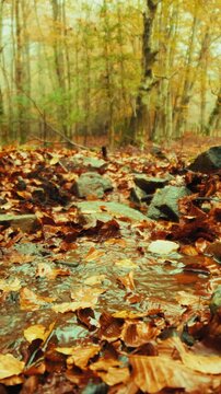 Mountain Stream With Water Flowing Among Dry Autumn Leaves On The Ground