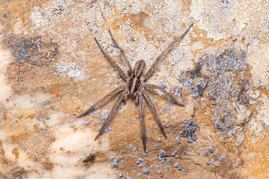 Radiated wolf spider (Hogna radiata) resting on dry stony ground near Santa Quiteria Hermitage, G&uacute;dar, Teruel, Spain