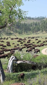Massive Wild Bison Buffalo Herd in South Dakota