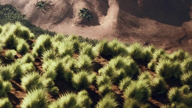 Vibrant green grasses thrive across a sandy terrain, creating a refreshing contrast to the dry, rocky hills beyond. The scene captures natures beauty in a serene and harmonious setting.