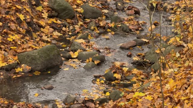 Flowing stream navigating around rocks and natural barriers in an autumn woodland environment. Strong visual metaphor for overcoming obstacles and achieving goals.