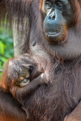 Orangutans in the Borneo rainforest © Rodolfo