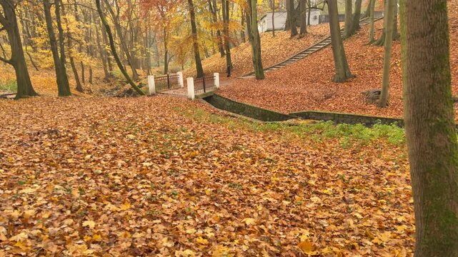 Beautiful autumn scenery filled with seasonal colors and fallen leaves. Suitable for gratitude, appreciation, mindfulness and positive lifestyle themes