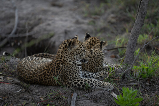 Two cute leopard cubs lying next to each other on the ground, Sabi Sand Nature Reserve. 