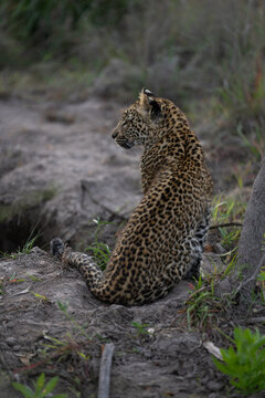 A cute leopard cub sitting with its back to the camera, Sabi Sand Nature Reserve. 