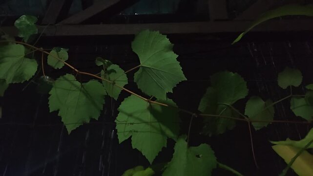 Grapevine leaves creeping along a trellis in the dark night garden