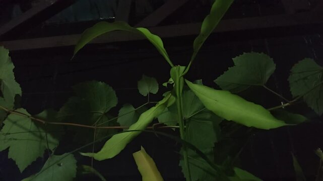 A close-up view of vibrant green foliage on a vine at night, showcasing intricate leaf patterns under dim lighting