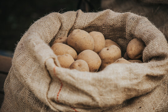 Burlap sack filled with fresh, unpeeled potatoes resting on a wooden surface, showcasing the natural texture and earthy tones of the produce