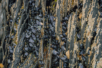 Close-up of layered coastal rocks densely covered with wild dark blue mussels and small white barnacles in crevices during low tide © Olha K