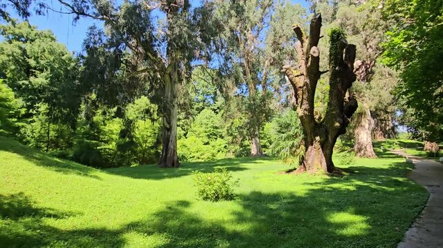 A distinctive pruned old tree stands beside a winding path and bright green lawn in a lush botanical park on a sunny summer day. Horizontal 4K footage.