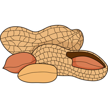 Peanuts Vector Illustration