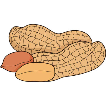 Peanuts Vector Illustration