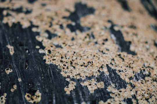 Macro close-up of clustered marine barnacles encrusting a dark wet textured surface with blurred background