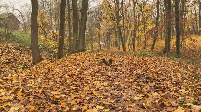 Colorful woodland landscape encouraging reflection, awareness and thoughtful observation of nature and life transitions.
