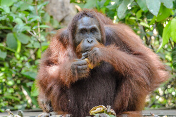 Orangutans in the Borneo rainforest © Rodolfo