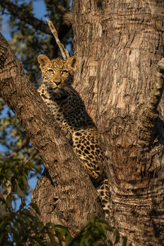 A cute leopard cub sitting up in a tree, Sabi Sand Nature Reserve. 