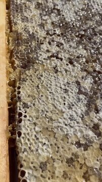 diagonal close-up of beekeeping honeycomb cells with glossy amber honey revealed as caps open, viscous droplets cling and pool softly under warm light macro texture