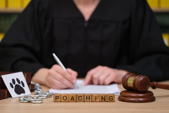 In a bustling courtroom, a judge in black robes examines legal papers about poaching. Nearby, a gavel and chains symbolize the serious nature of wildlife crime.