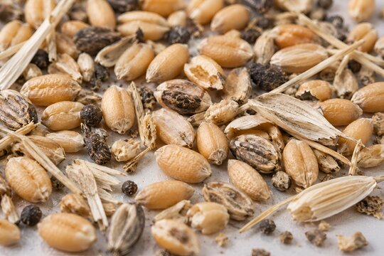 Damaged Contaminated Wheat Kernels and Grain Defects Macro
