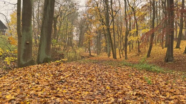 Forward moving first person view through an autumn woodland landscape covered with colorful fallen leaves. Immersive walking perspective creating a sense of exploration, discovery, travel and