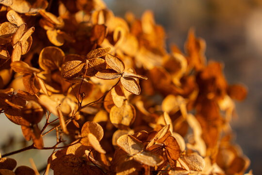 Golden leaves on a plant in the sunlight during autumn season near a natural environment